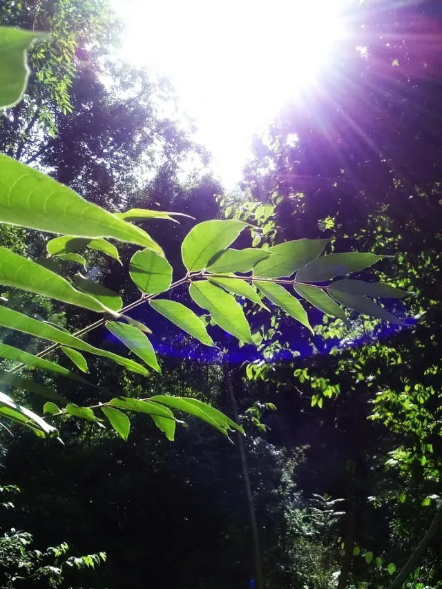 forest, himachal hills, leaves-palampur