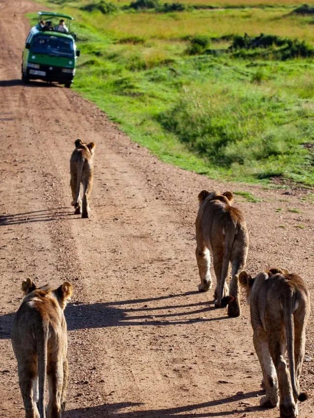 lion, automobile, India-wild life tourism