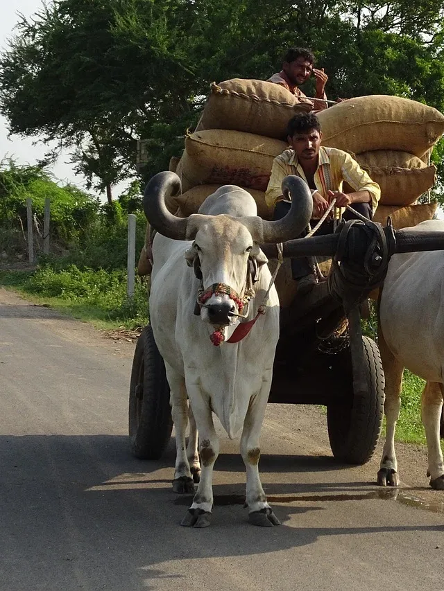 bullock, ox, cart-vibrant state of gujarat